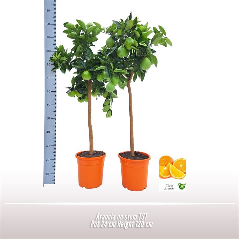 Arancia op stam, D 24