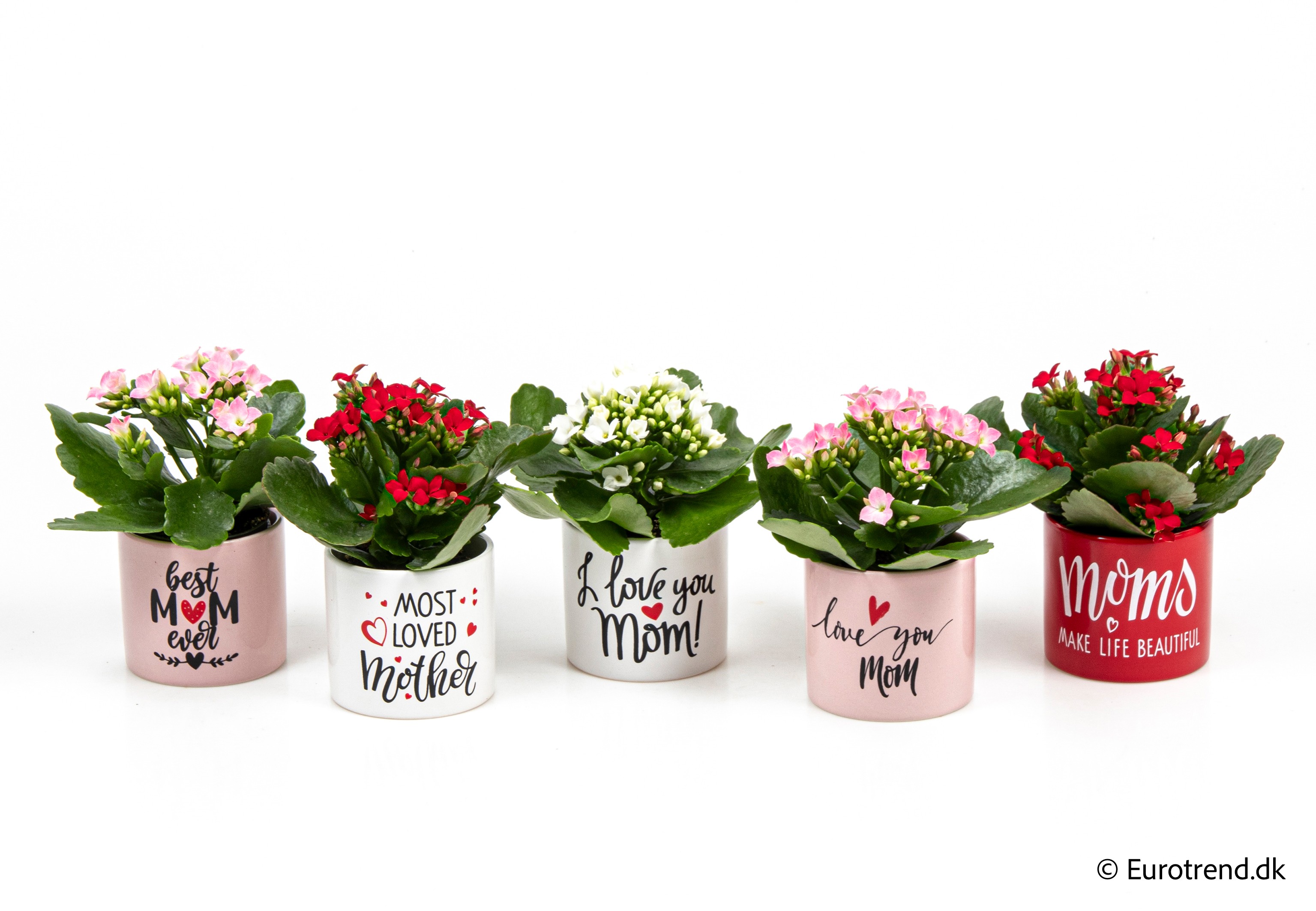 Kalanchoe in Valentine ceramic 2026, D 6