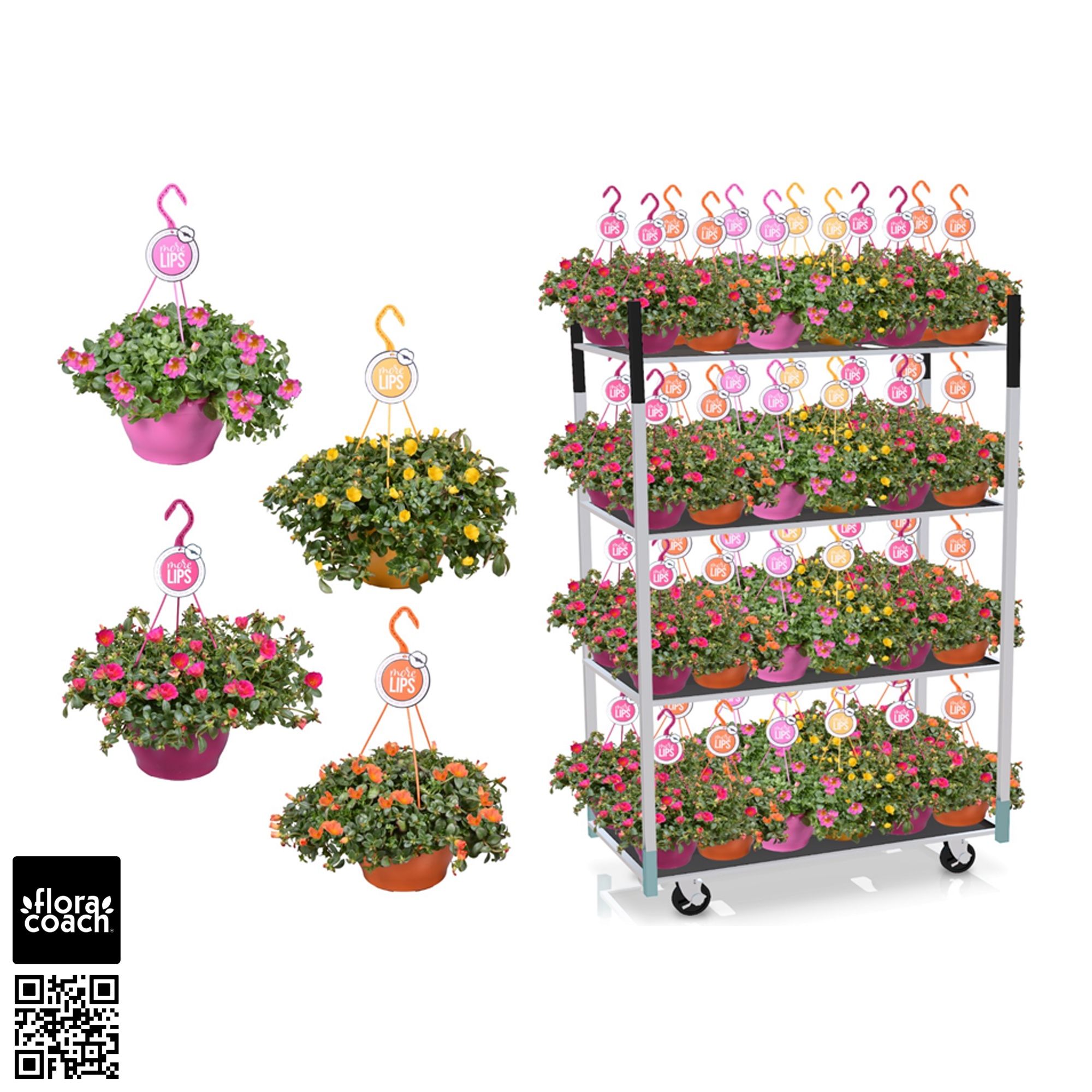 MoreLIPS® Mengdeen: Portulaca, D 25