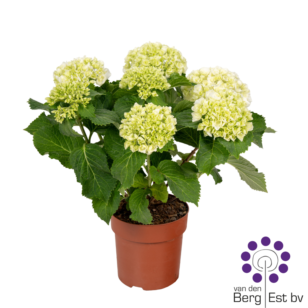 Hydrangea white 7/8 flowers, D 14