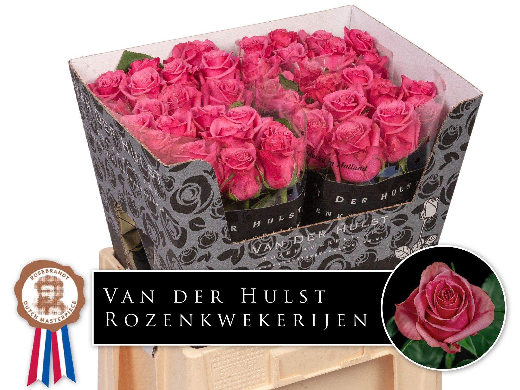 Роза од. Кисс Ми Кейт 60, шт.