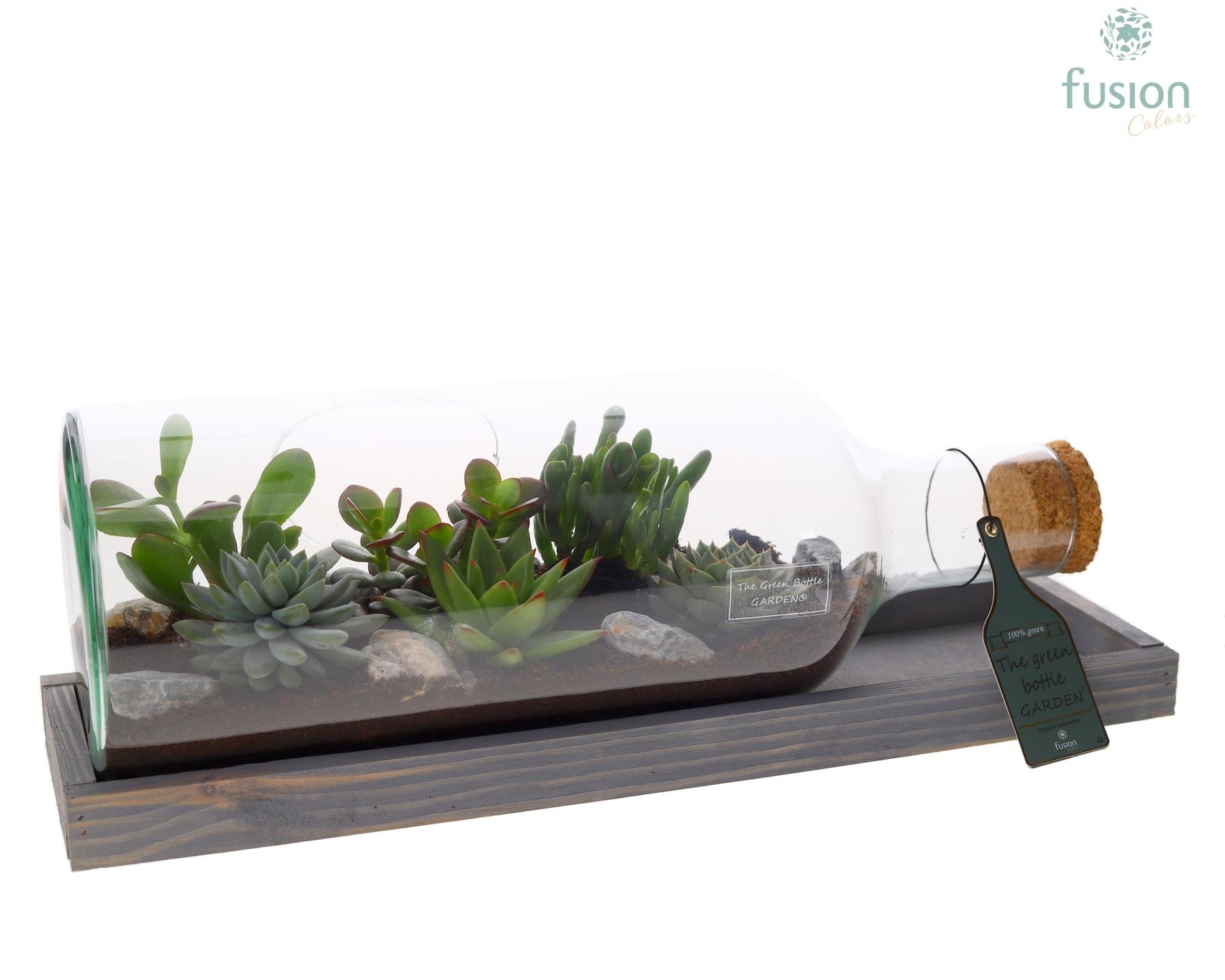 Green Bottle Fles Medium liggend met Succulenten, D 48 cm
