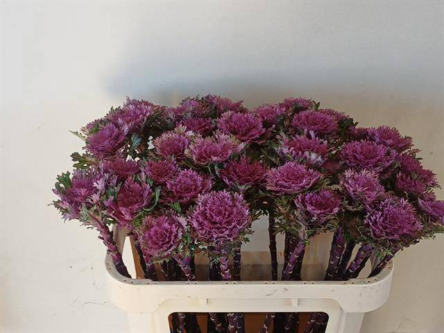 Брассика Крэйн Квин 60, шт.