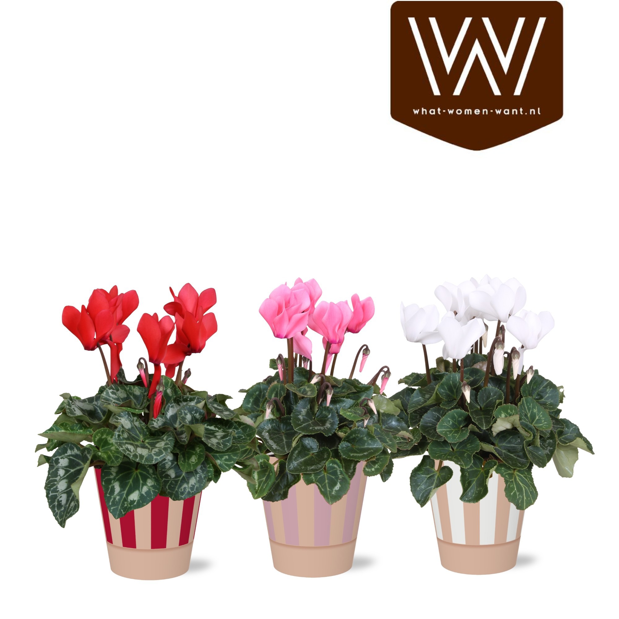 Collectie 'Sympathetic Moods' Cyclamen in Smartcup Naemi stripe, D 12