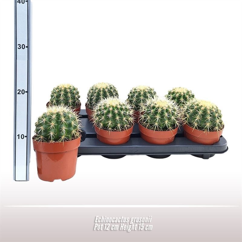 Echinocactus grusonii, D 12