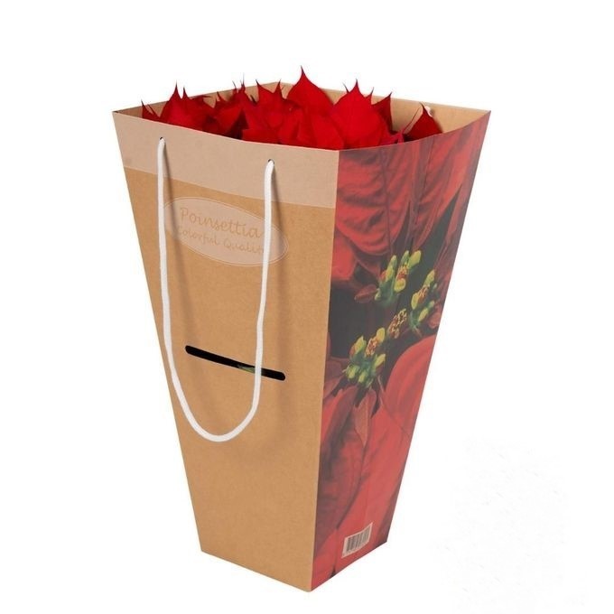 811 VDBE : Euphorbia Pulcherrima (Poinsettia) Rood in luxe tas 17 CM, D 17 cm 811 VDBE : Euphorbia Pulcherrima (Poinsettia) Rood in luxe tas 17 CM, D 17 cm