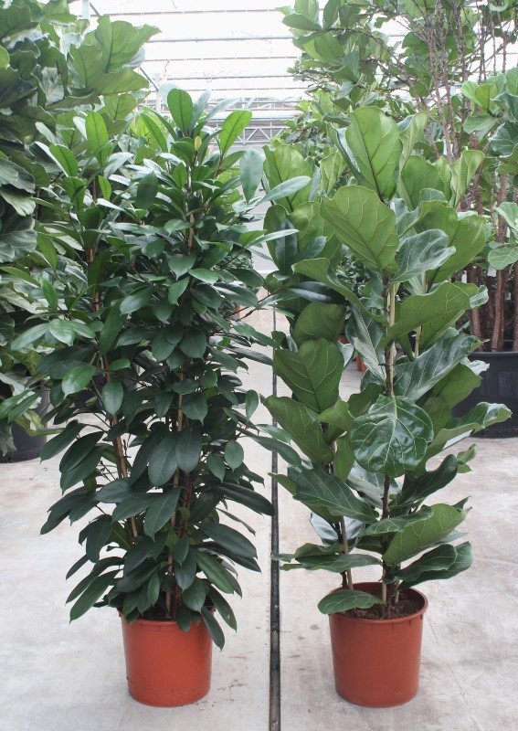 Ficus Mixkar 3 per pot, D 34