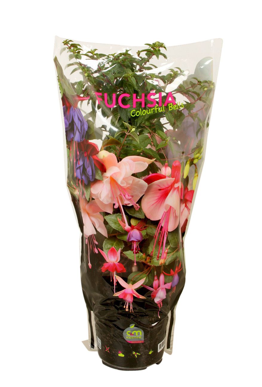 Stamfuchsia Angela in hoes, D 19