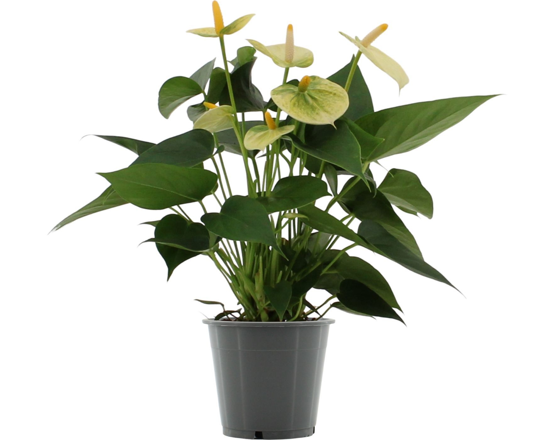 Anthurium 12 cm Vanilla in in transparant sleeve, D 12