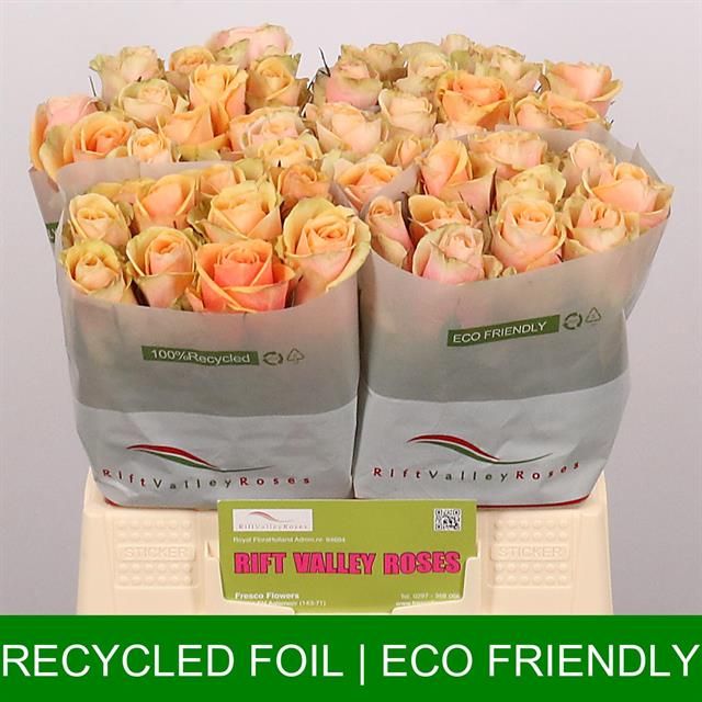 Роза од. Алхими 40, шт.