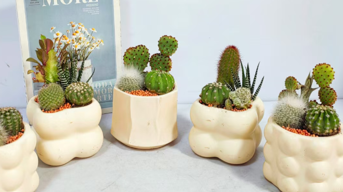 Кактус Ексквуисите Глазед Продуктс 11 18