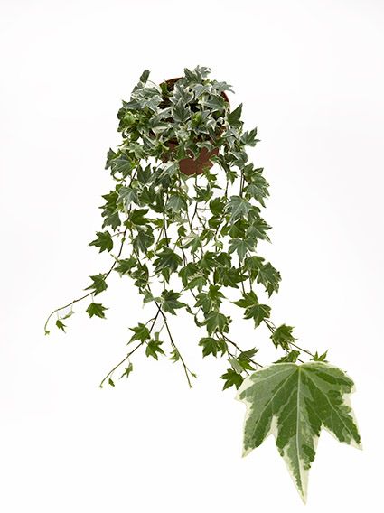 White Ripple 13cm, D 13