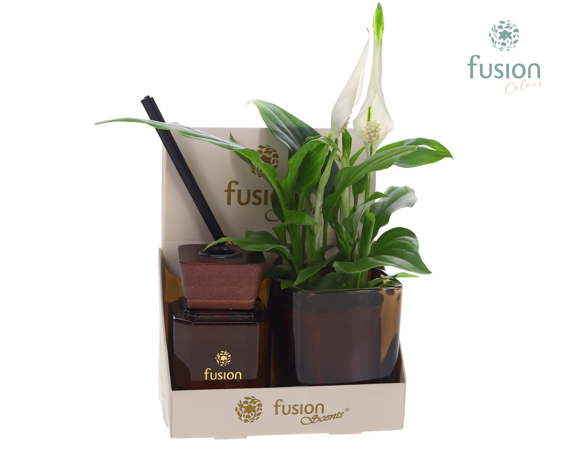 Fusion Scentsglazen gift set met Spathiphyllum, D 14