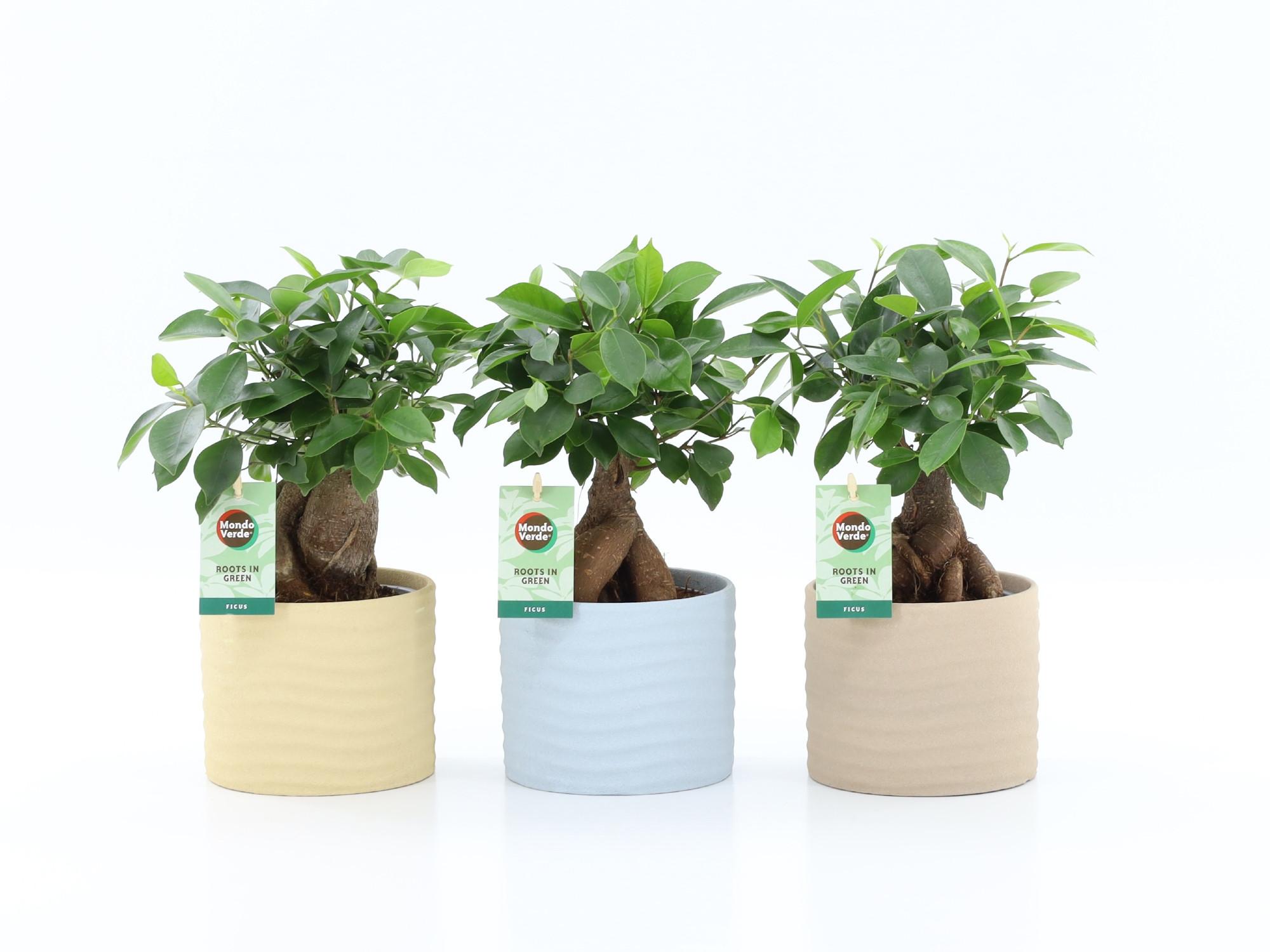 Ficus microcarpa Retusa in Ibiza keramiek, D 13