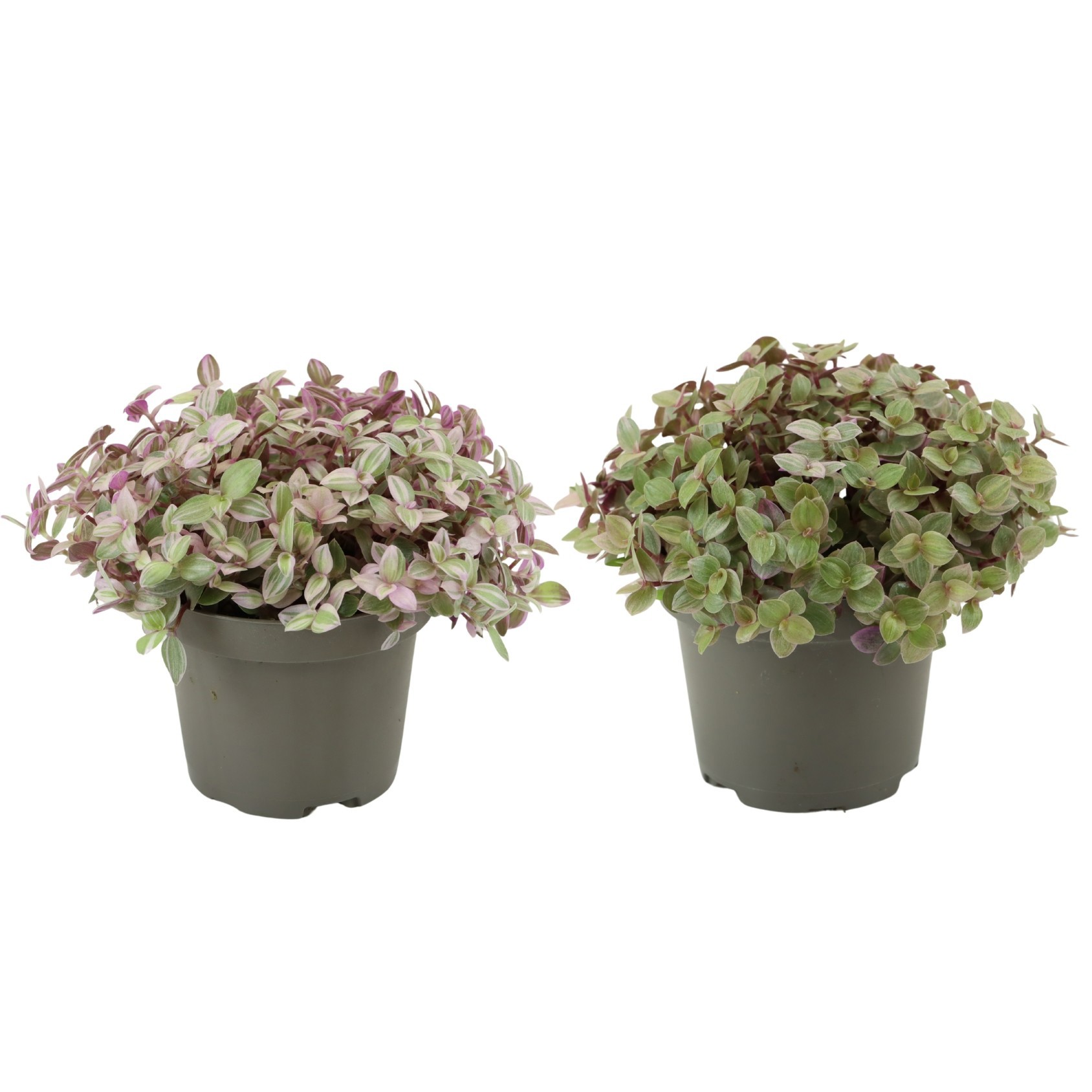 Callisia repens Rosato, D 9