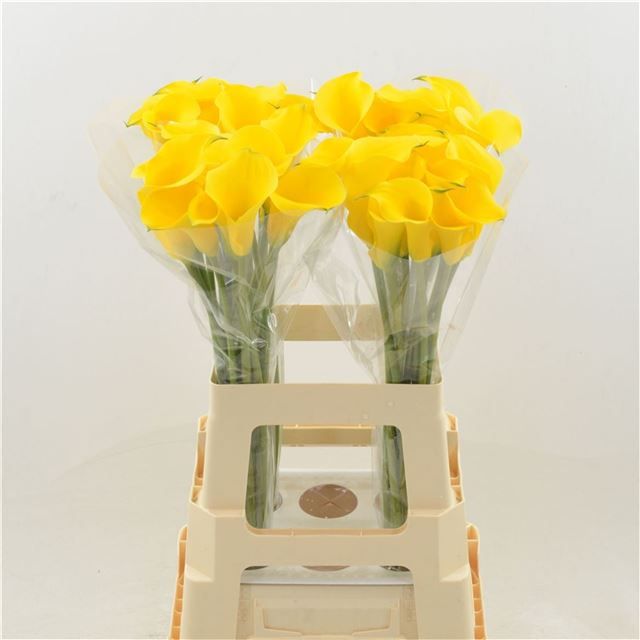 Калла Голд Медал 65, шт.