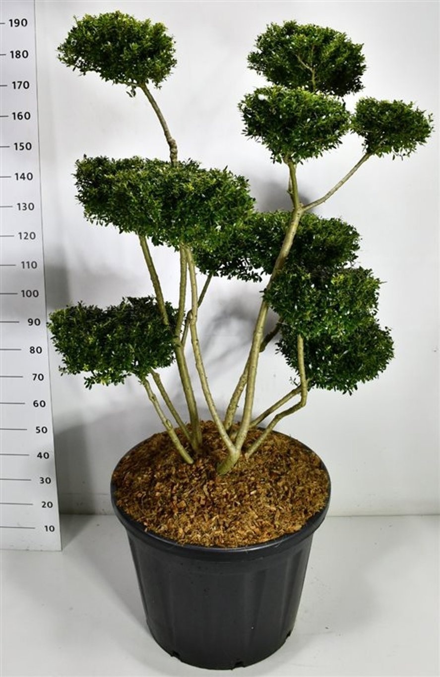 Ilex crenata 'Fructu Luteo', D 65
