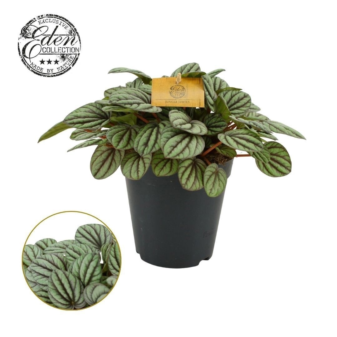 Peperomia Mistique 15cm, D 15
