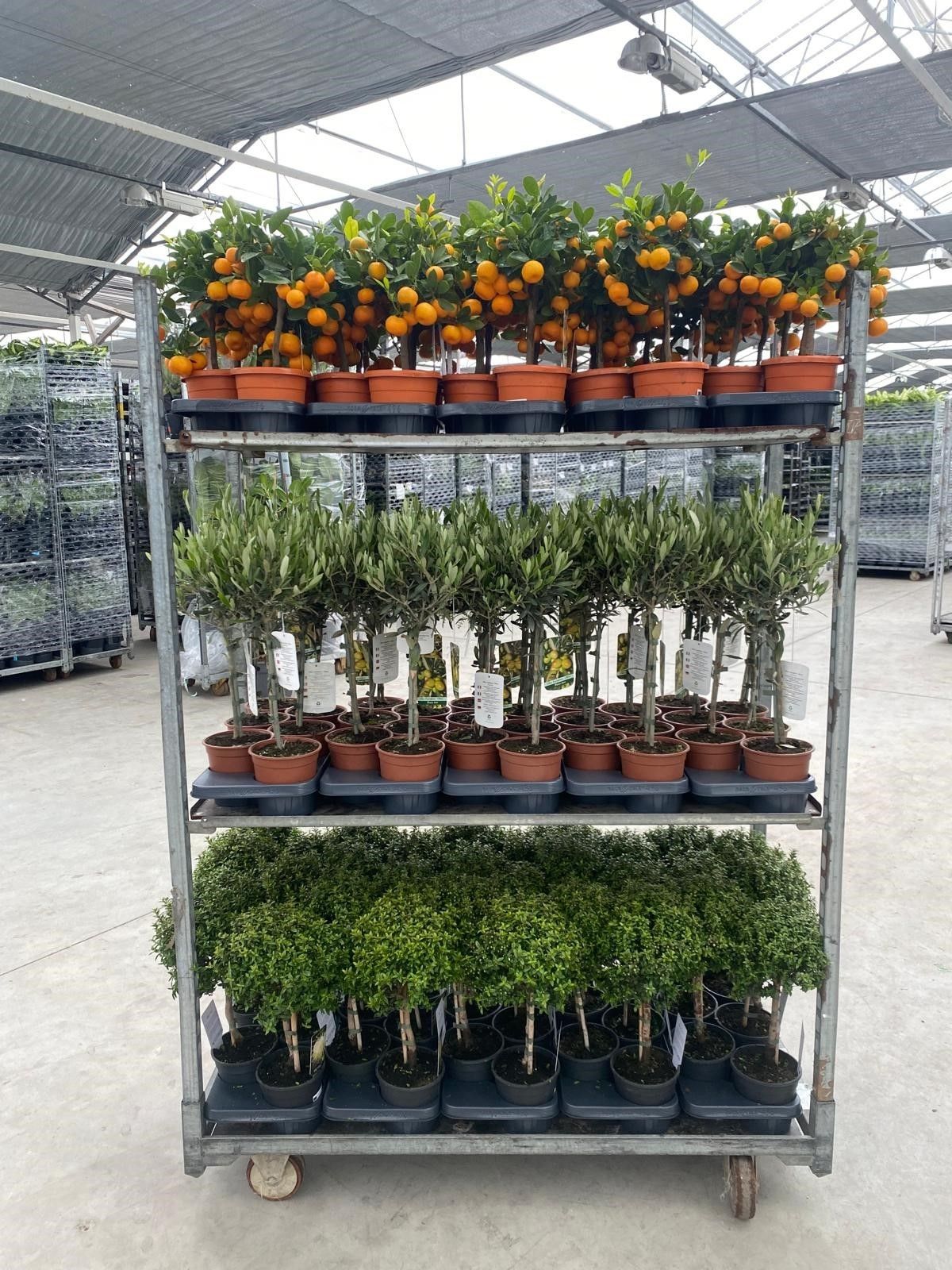 Mix kar mediterrane op stam 15cm // Olea europaea - Myrtus communis - Citrus calamondin, D 15