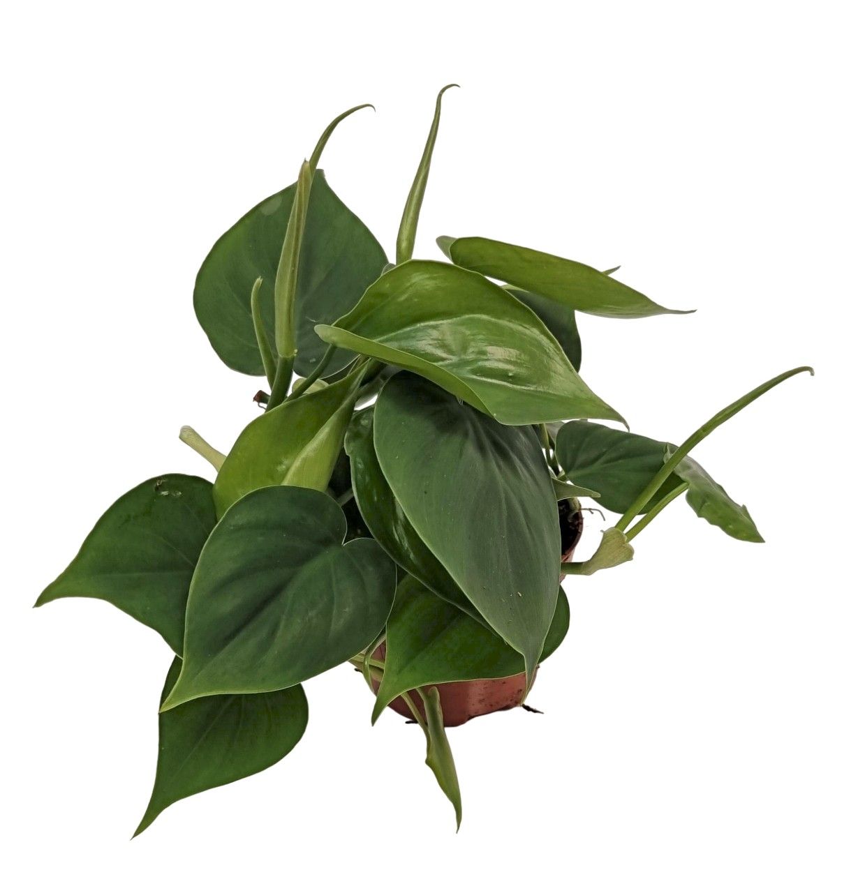 Philodendron Scandens, D 11