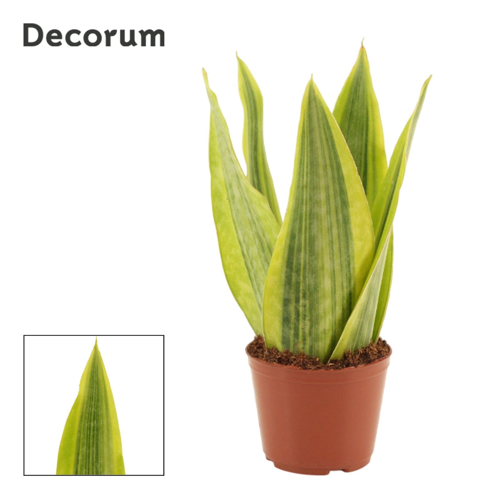 Sansevieria Jamaiquina Queen Variegated 9 cm (Decorum), D 9