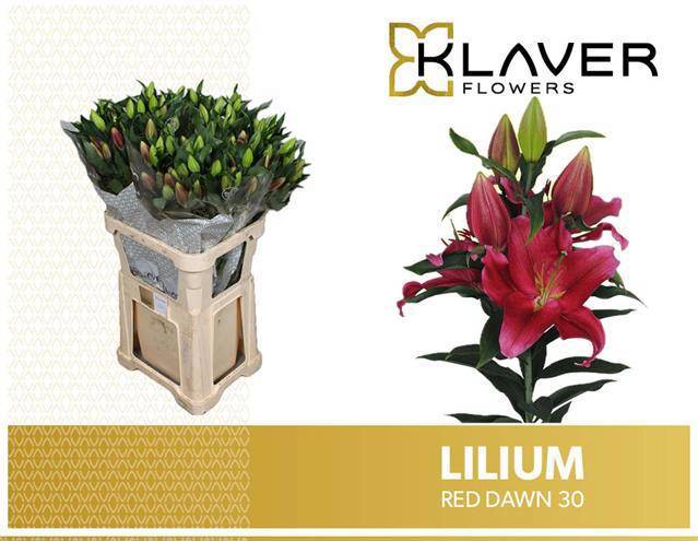 Лилия Рэд Даун 85, шт.