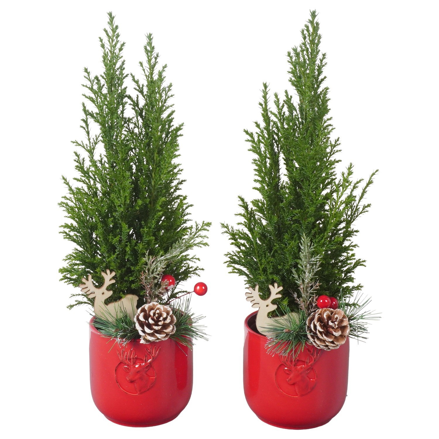 PTK26779 Ellwoodii in keramiek pot met decoratie, D 10