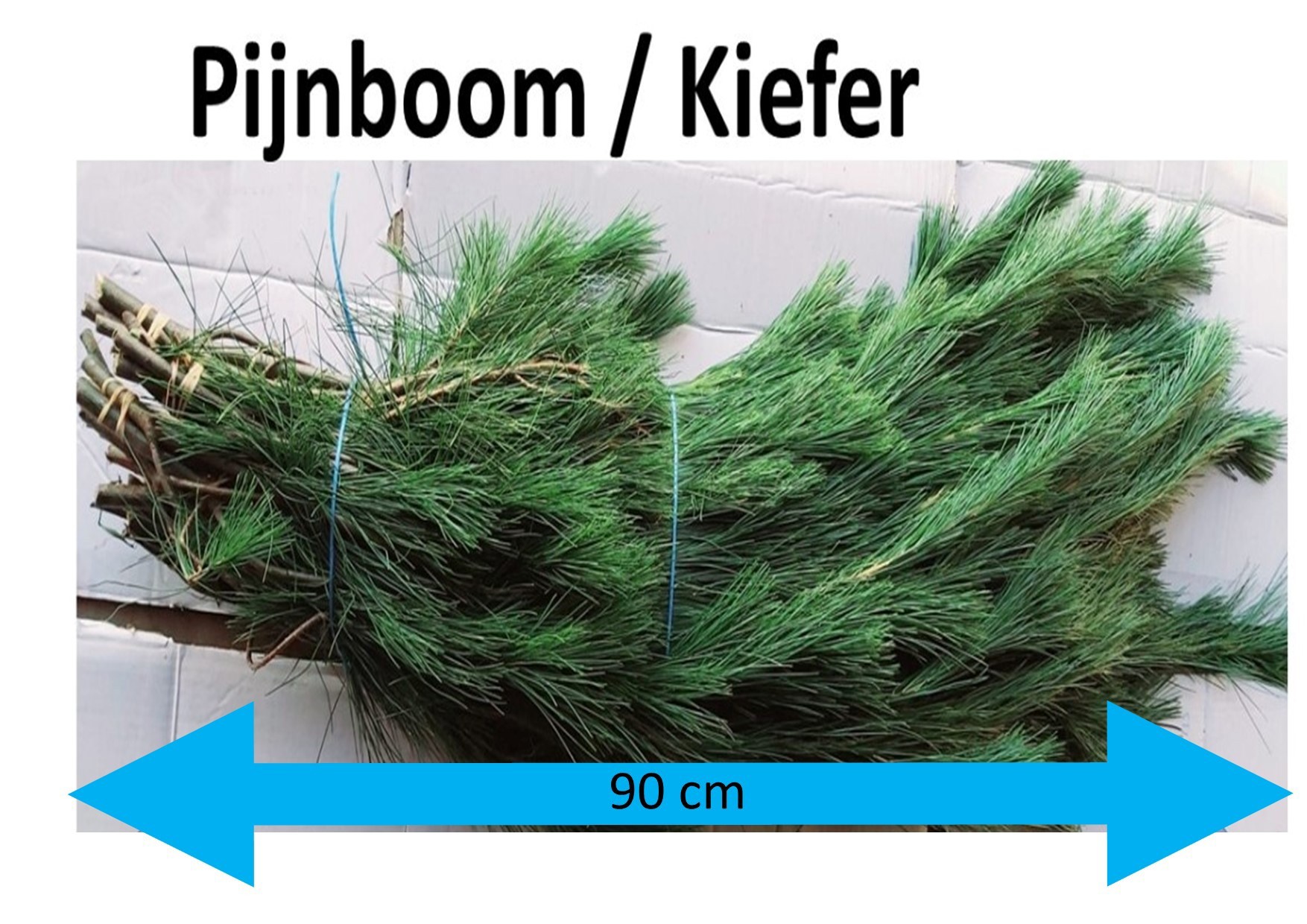 Пинус Стробус за пучок 90, пуч.