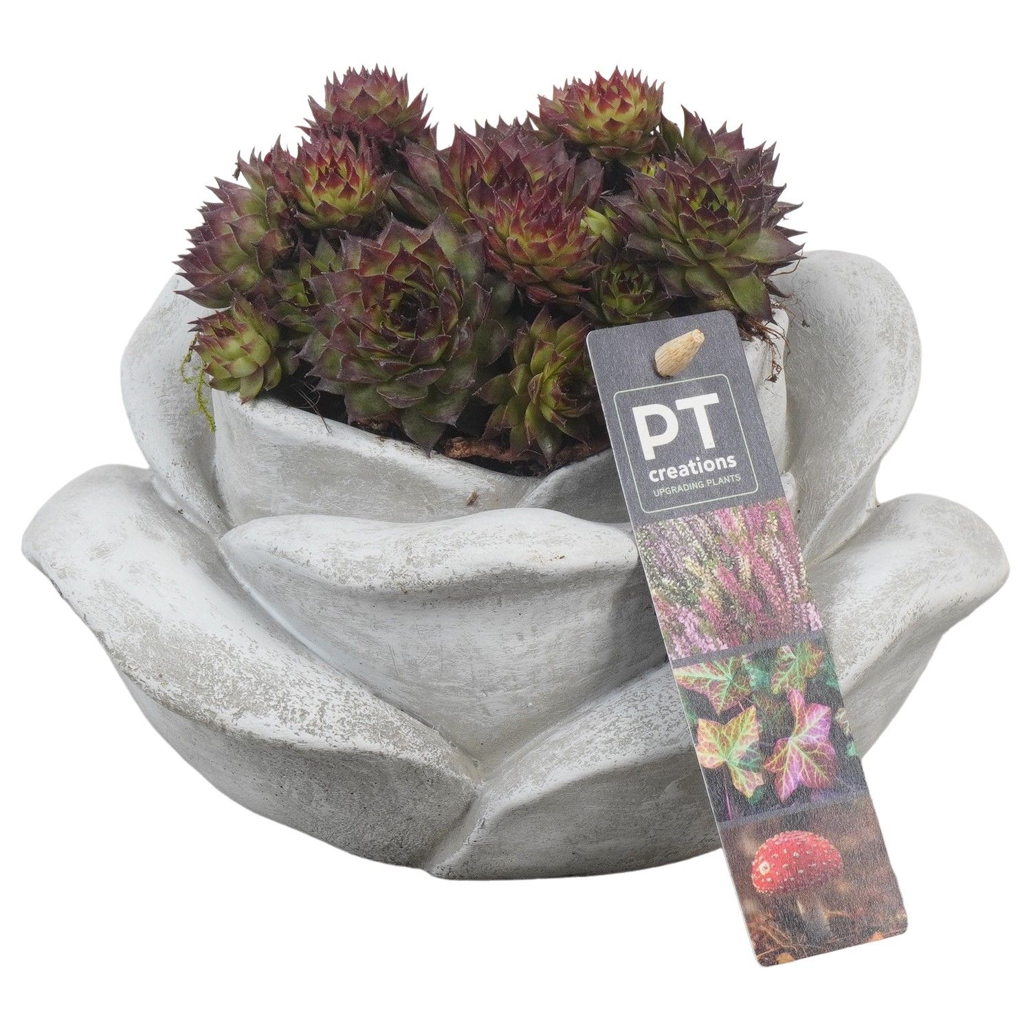 PTAH8621 Arrangement Allerheiligen in beton roos, D 18 cm PTAH8621 Arrangement Allerheiligen in beton roos, D 18 cm