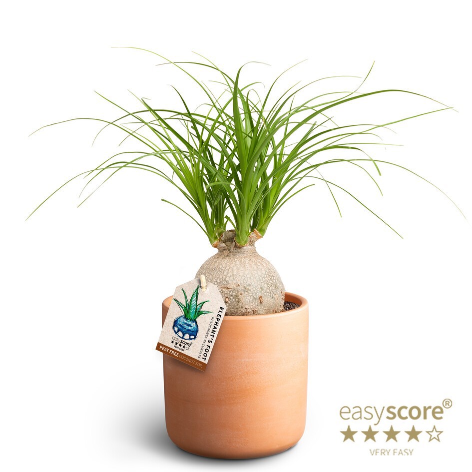 BEAUCARNEA RECURVATA 41103059 Raw Terra Beaucarcea, D 12 cm