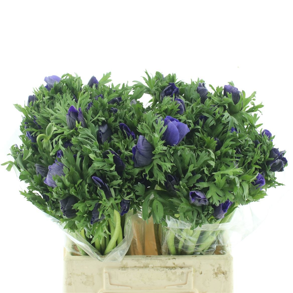 Анемон Мариане Блю 40 (син.), шт.