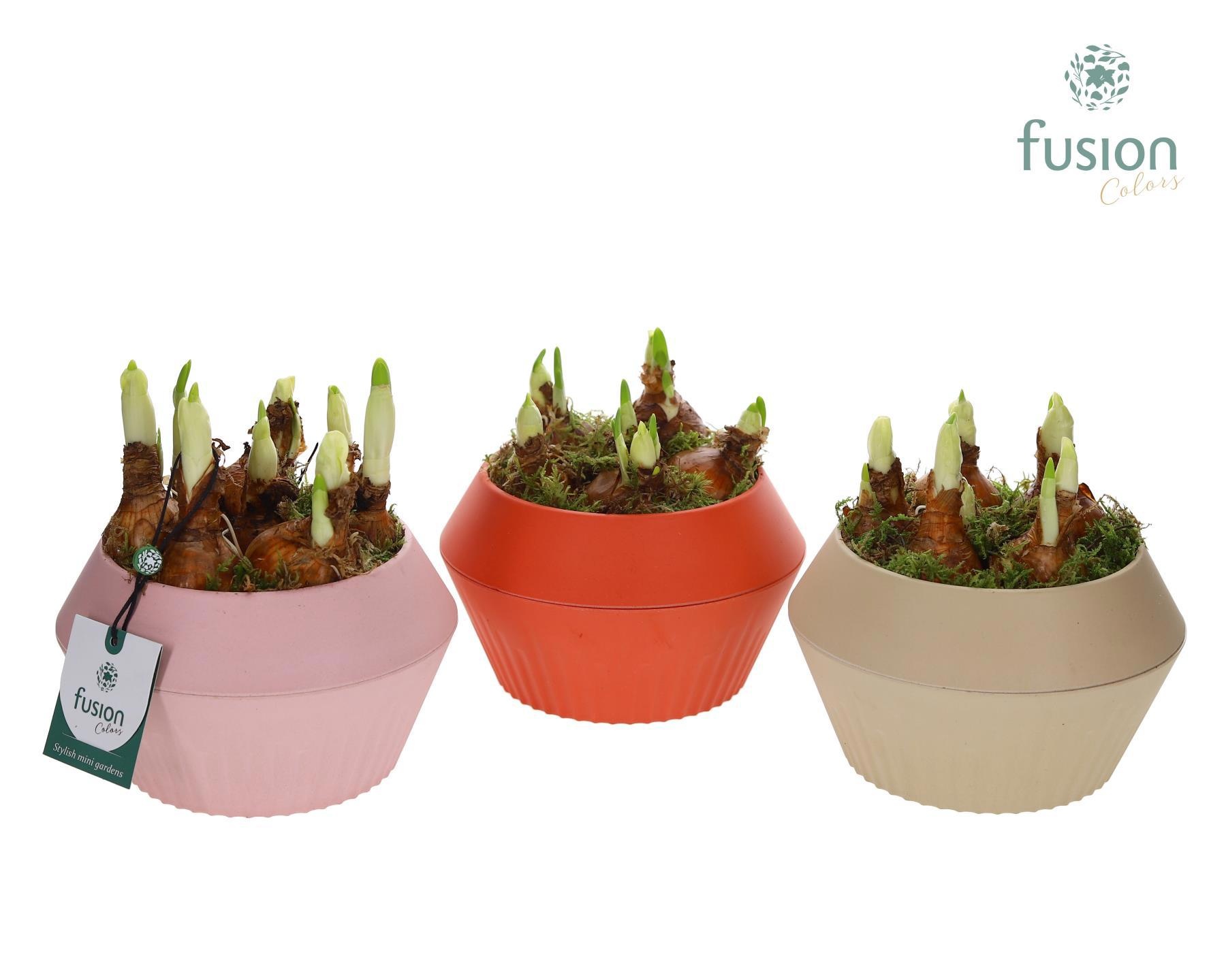 Biologisch afbreekbare pot met Narcis, D 16