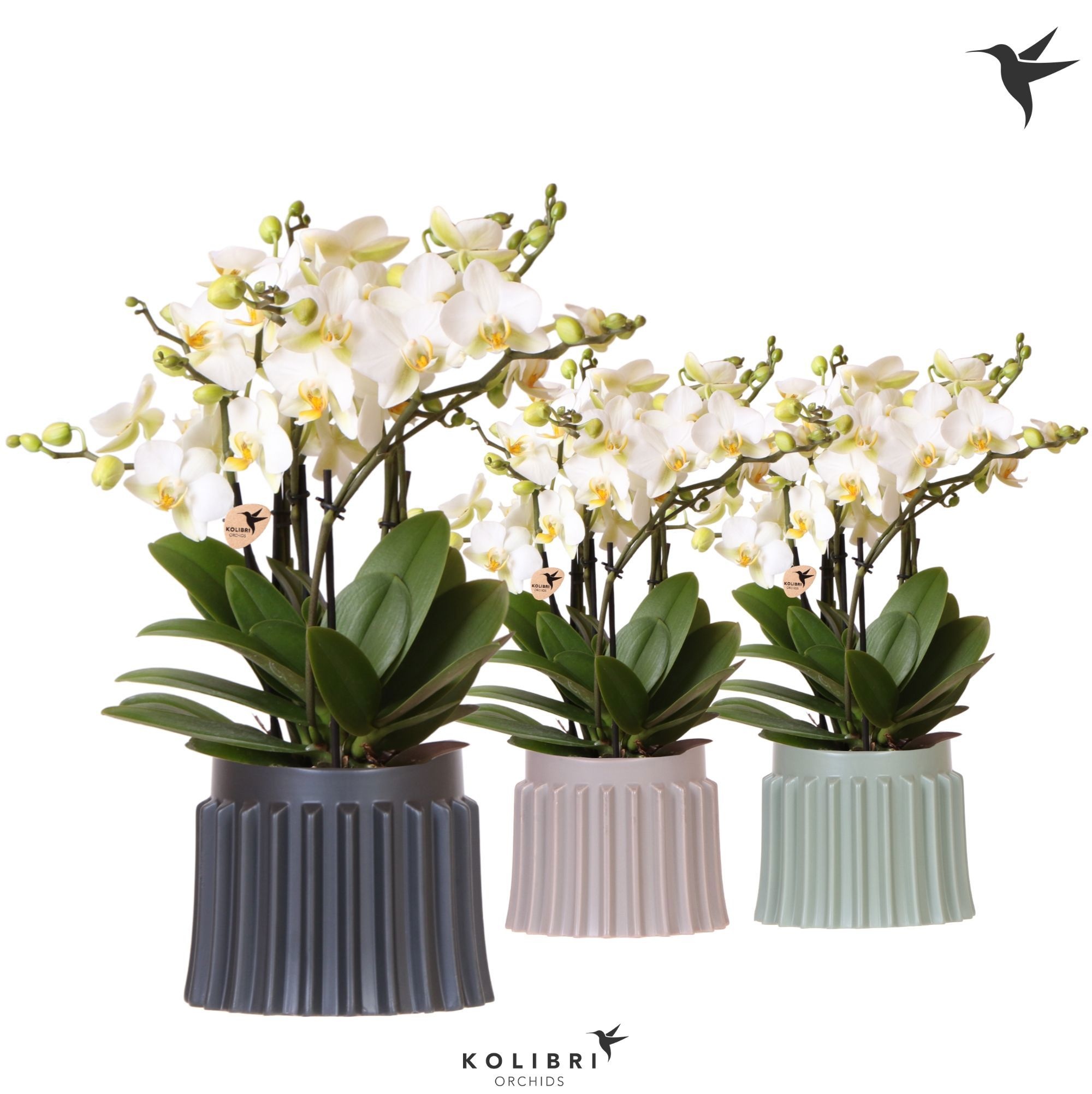 Kolibri Orchids Phalaenopsis Blossom Lausanne 6 spike in Raw pot mix, D 12