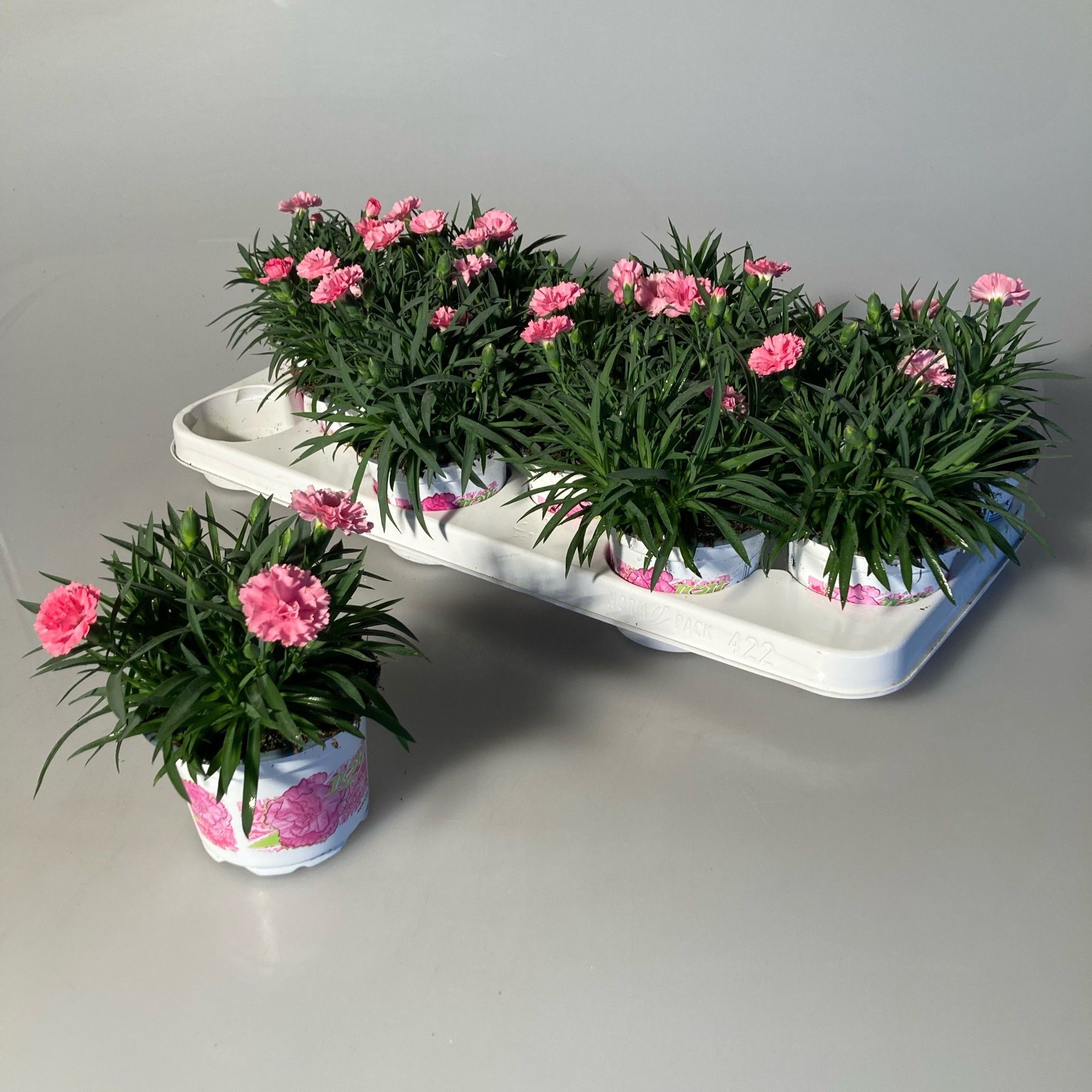 Dianthus I Love U, D 10,5
