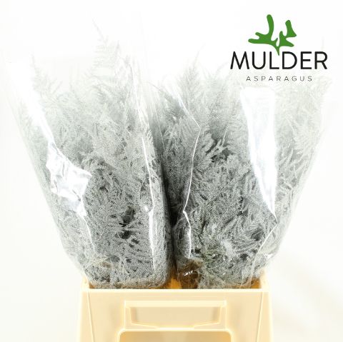 Аспарагус Овериг Крашеный (краш. ) 45, шт.