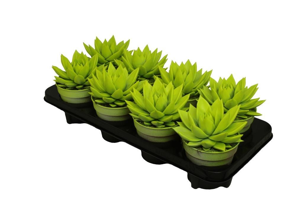 Miranda coloured neon yellow, D 12