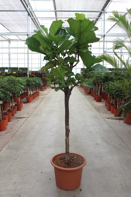 Ficus lyrata, D 45 cm