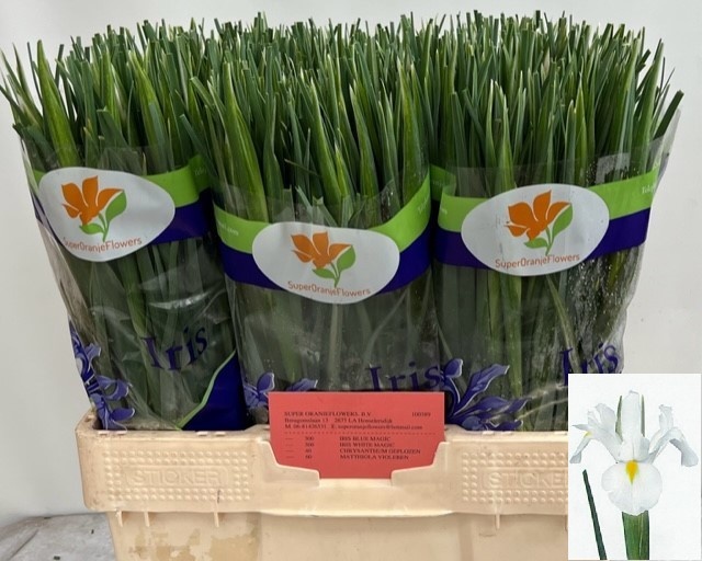 Ирис Вайт Мэджик, шт.