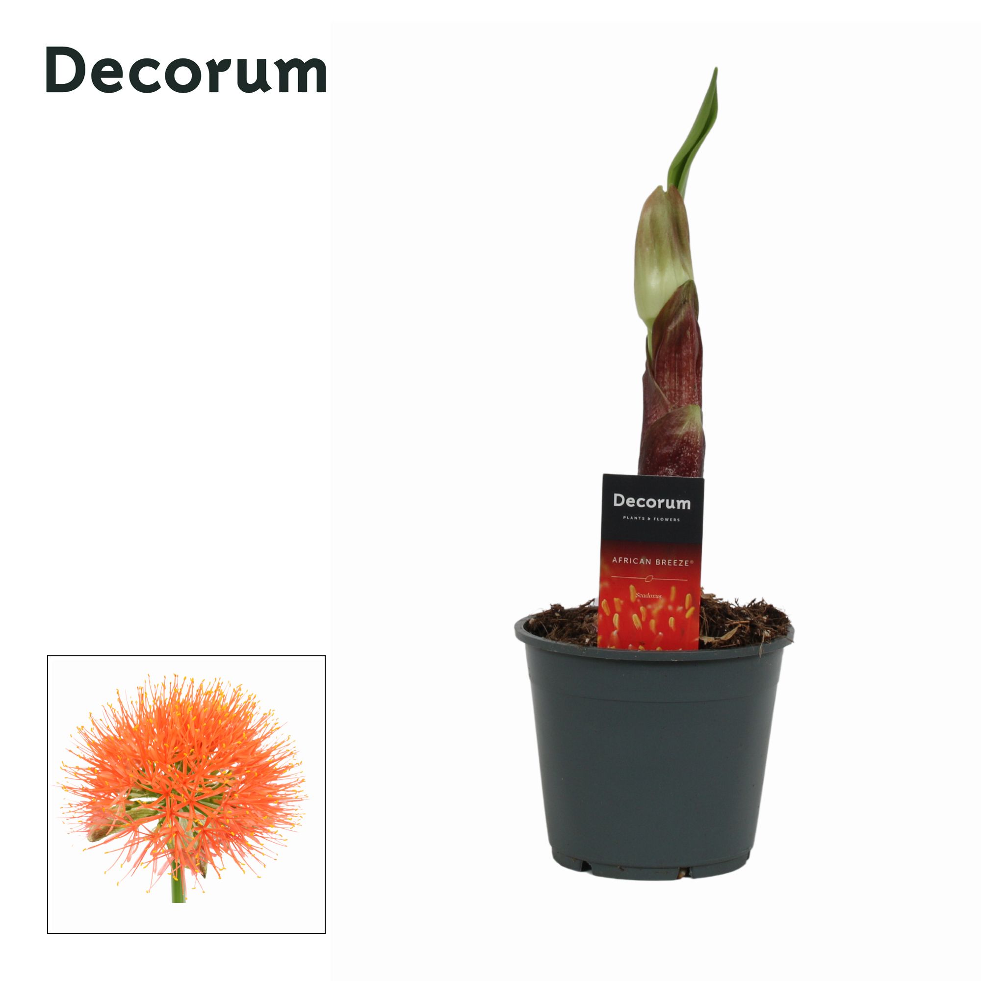 Scadoxus multiflorus (Decorum), D 14