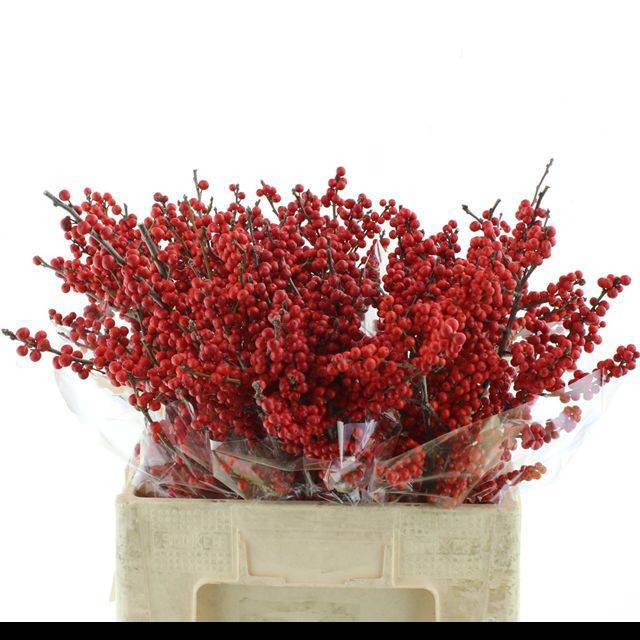 Илекс Красные ягоды 60, шт.