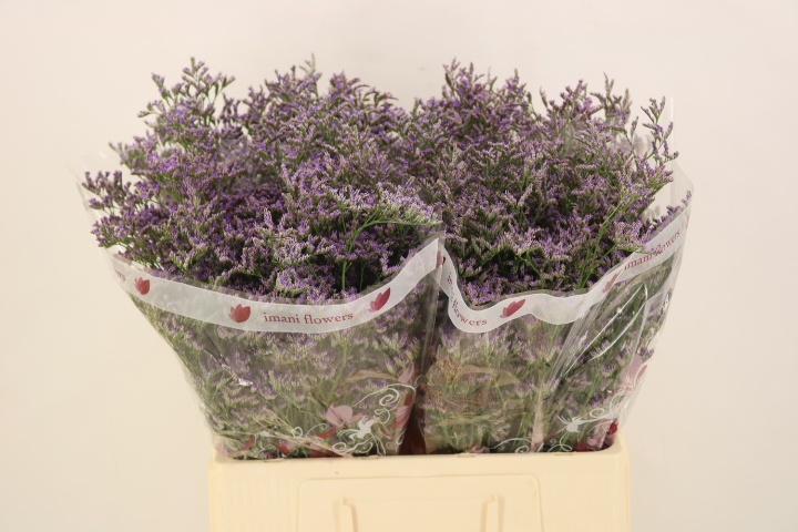 Лимониум Скайлайт 60 (фиолет.), шт.