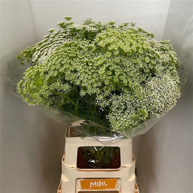 Амми Виснага 70, шт.