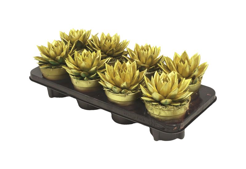 Miranda coloured gold + Natureglit®, D 12 cm