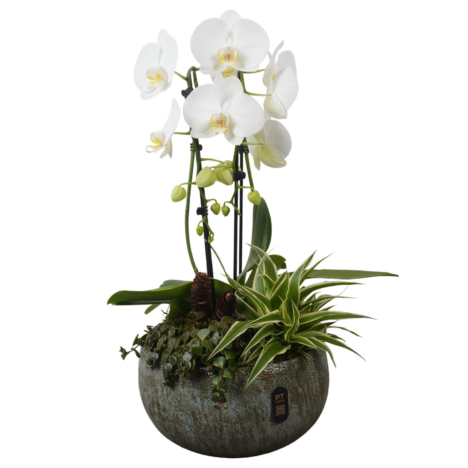 PTPAE1710 Arrangement Phalaenopsis Autumn Exclusive in keramiek schaal, D 26 cm