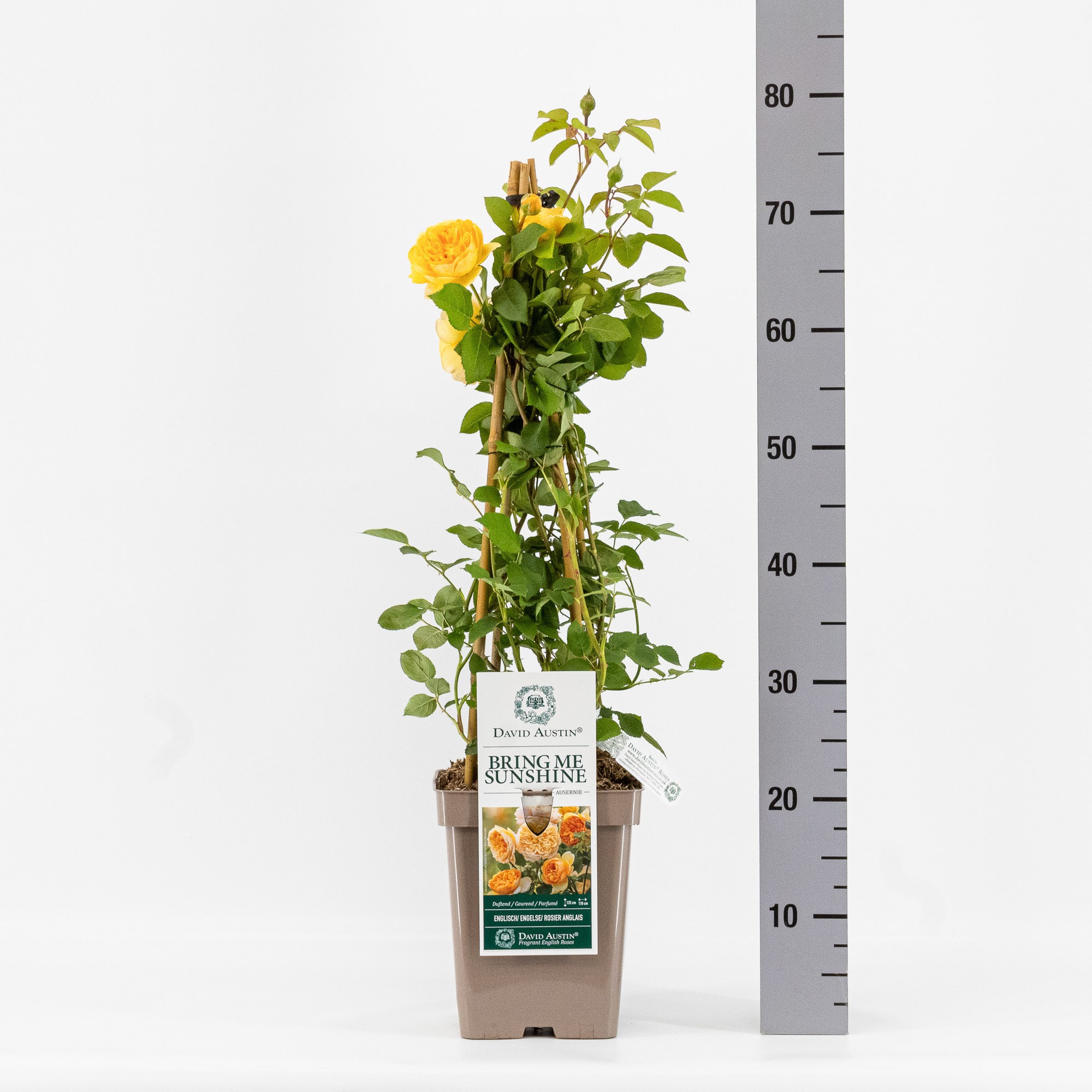 Rosa (Aus), Bring me Sunshine ®, C5, D 23