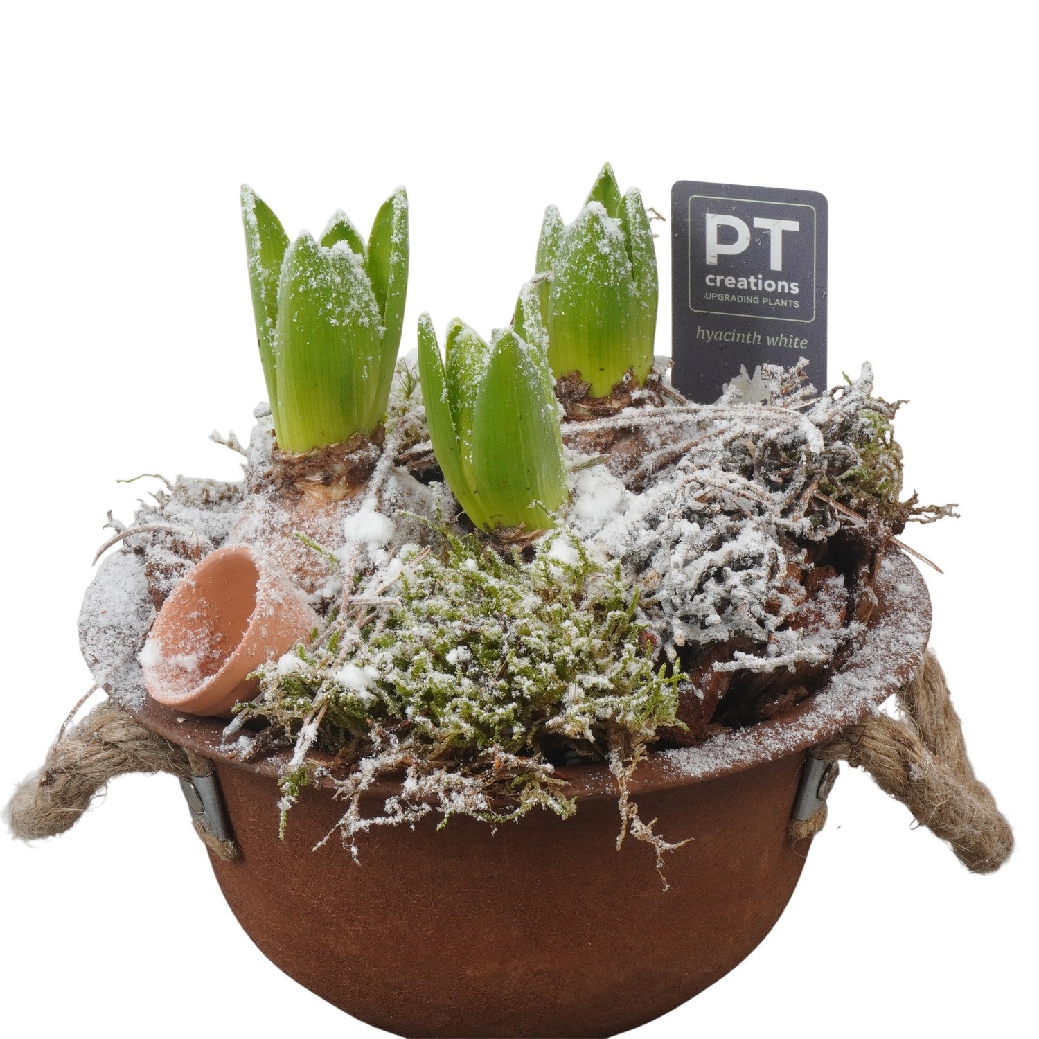 PTWH4061 Arrangement Winter Hyacint in metalen schaal, D 18