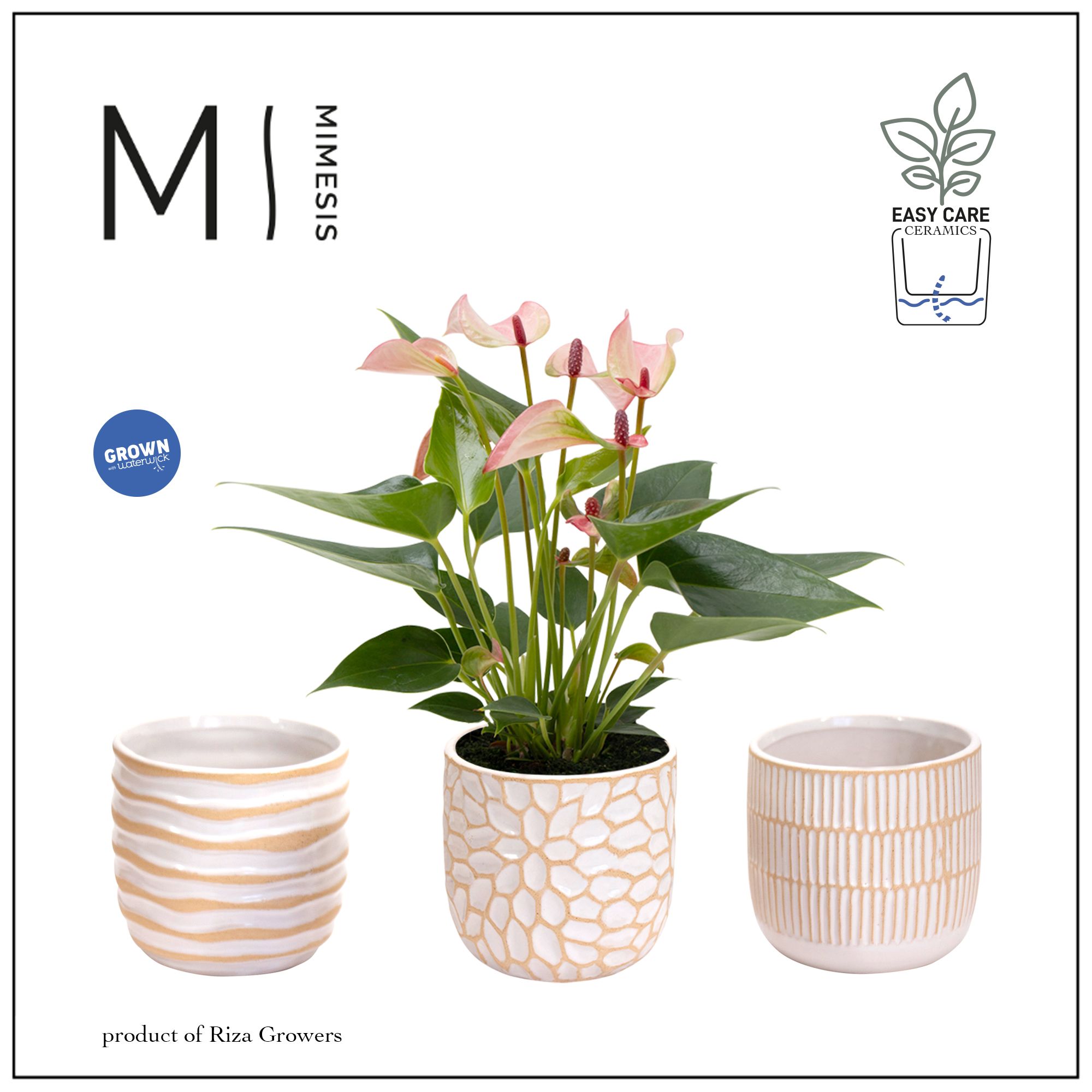 Mimesis Anthurium Hotlips - Sundance mix, D 9 cm