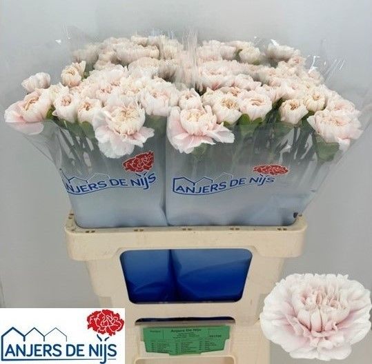 Диантус од. Альтаир (светло-роз.), шт.