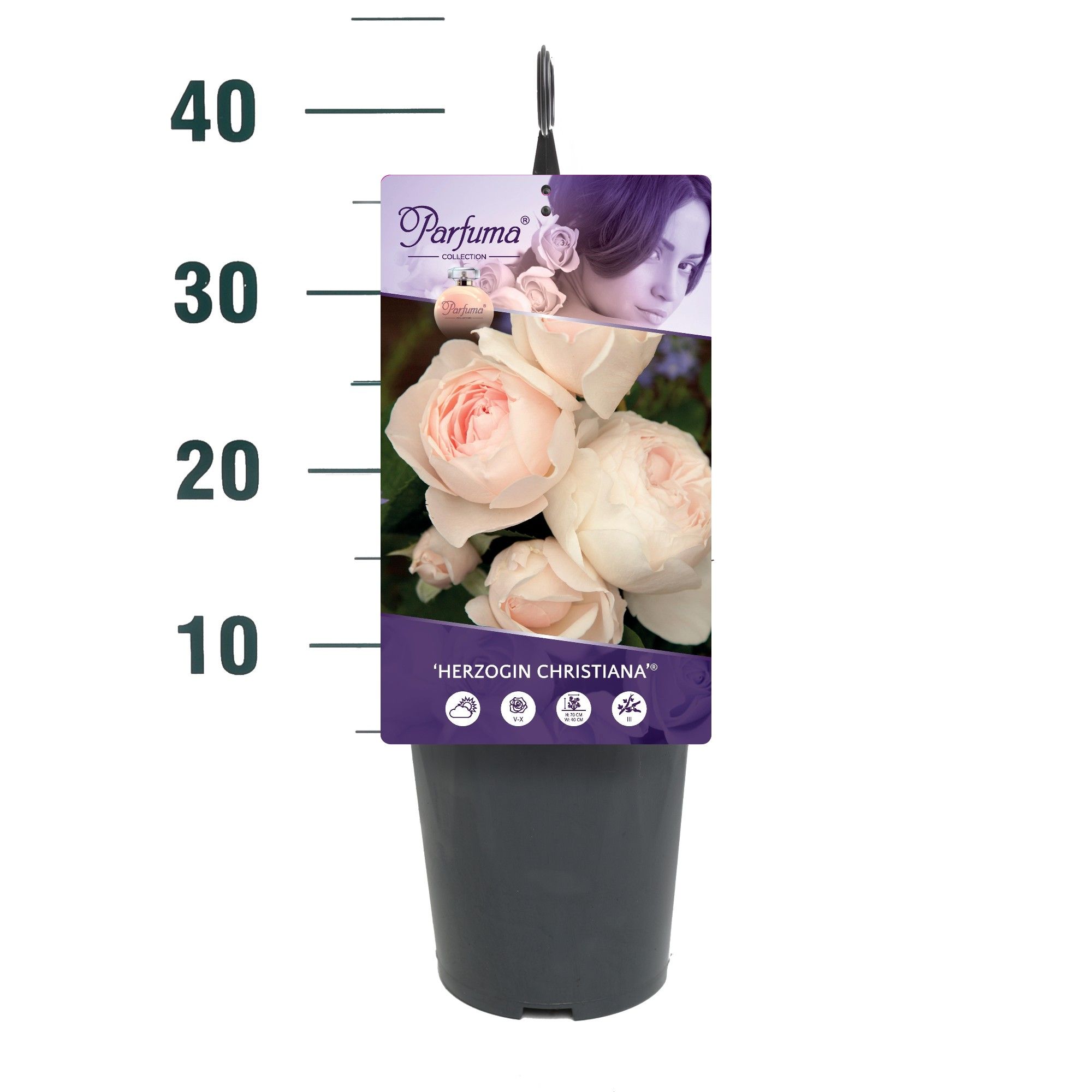 Rosa 'Herzogin Christiana' - Struik - C3rp - Parfuma, D 19