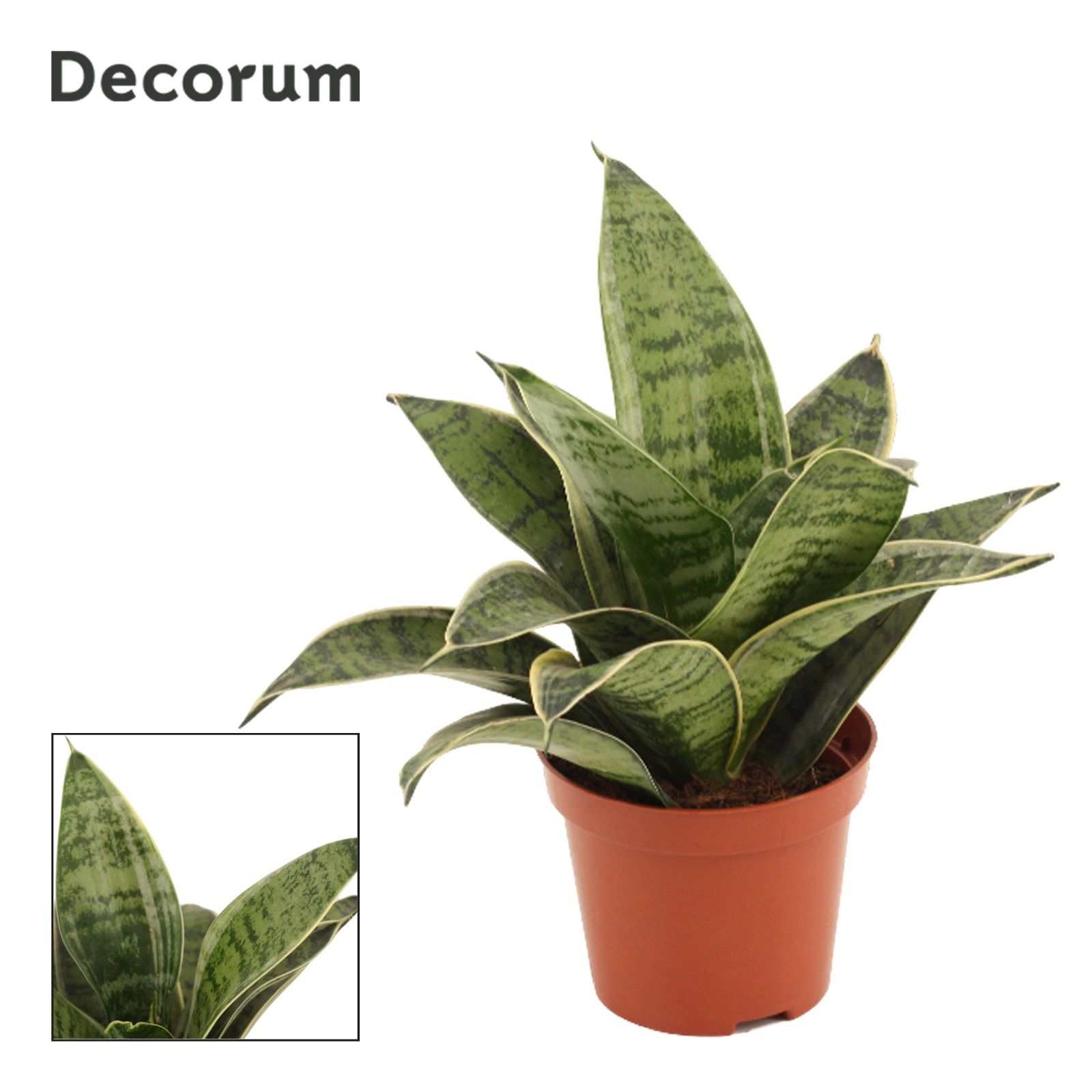 Sansevieria Hahnii 9 cm Silver Hahnii(Decorum), D 9